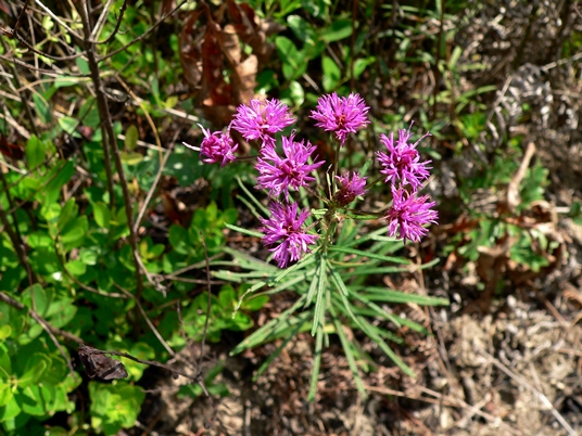 {Vernonia angustifolia}